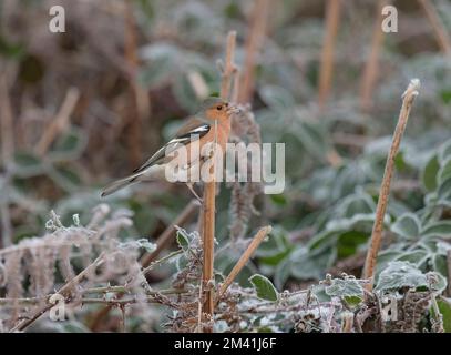 Maschio Chaffinch, Fringilla coelebs, su bastone gelido, Dumfries, Scozia Foto Stock
