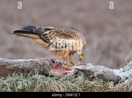 Capriolo rosso giovanile, Milvus milvus, sulla carcassa di cervo congelata in inverno, in Scozia Foto Stock