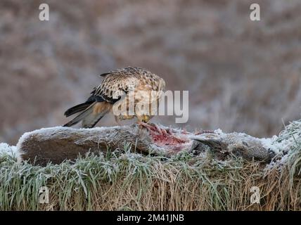 Capriolo rosso giovanile, Milvus milvus, sulla carcassa di cervo congelata in inverno, in Scozia Foto Stock