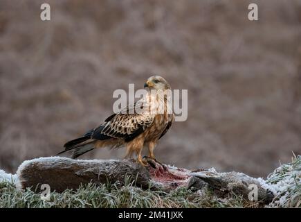 Capriolo rosso giovanile, Milvus milvus, sulla carcassa di cervo congelata in inverno, in Scozia Foto Stock