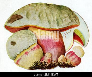 Il bolete di Satana o il bolete del Diavolo Rubromoletus satanas SYN. Boletus satanus, (carta informativa, 1928), Satanspilz Foto Stock