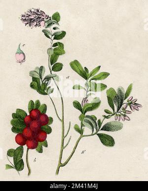 Mirtilli rossi, mirtilli rossi, Vaccinium vitis-idaea Vaccinium vitis idaea, (libro di botanica, 1879), Preiselbeere Foto Stock