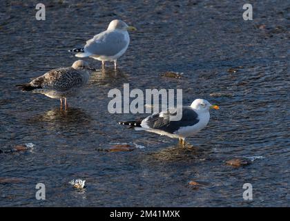 Gull grande nero-backed (Larus marinus) e aringa di Gull (Larus argentatus) in piedi nel fiume Nith, Dumfries, SW Scozia. Foto Stock