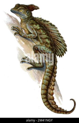 Basilisk Basiliscus basiliscus comune, (libro zoologico, 1913), Helmbasilisk Foto Stock