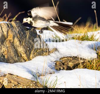 Il pied Wagtail si trova spesso vicino all'acqua. Si tratta di uccelli attivi che si mogano costantemente le loro code mentre camminano in cerca di cibo invertebrato. Foto Stock