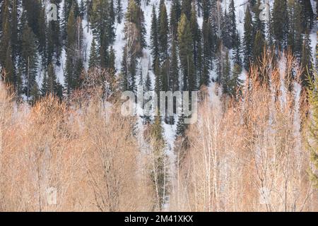 Gustosi tortini su un bianco tavolo di legno. Foto Stock