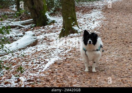 Farnham Common, Buckinghamshire, Regno Unito. 17th dicembre 2022. Un cane di salvataggio dalla Romania per una passeggiata a Burnham Beeches che continuano a sembrare un film winter wonderland set oggi. La neve rimane ancora sugli alberi e le ciclicine di brina luccicanti brillarono nella luce dopo un altro brina pesante di notte. Burnham Beeches è un luogo di interesse scientifico speciale e un paradiso per la fauna selvatica. Le temperature sono impostate per aumentare questa settimana e la pioggia pesante è prevista. Credit: Maureen McLean/Alamy Live News Foto Stock