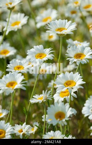 Anthemis tinctoria, marguerite dorata, camomilla bue, fiori bianchi luminosi con centro giallo dorato Foto Stock