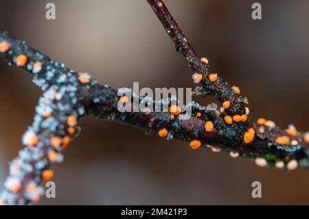 Farnham Common, Buckinghamshire, Regno Unito. 17th dicembre 2022. Slime muffa su un ramoscello di alberi a Burnham Beeches nel Buckinghamshire che continuano ad assomigliarsi ad un film di Winter Wonderland ambientato oggi. La neve rimane ancora sugli alberi e le ciclicine di brina luccicanti brillarono nella luce dopo un altro brina pesante di notte. Burnham Beeches è un luogo di interesse scientifico speciale e un paradiso per la fauna selvatica. Le temperature sono impostate per aumentare questa settimana e la pioggia pesante è prevista. Credit: Maureen McLean/Alamy Live News Foto Stock