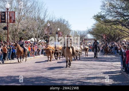 Guida per il bestiame di longhorn a Fort Worth Stockyards, Texas, Stati Uniti. Foto Stock