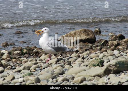 Un gabbiano ad ali glauci (Larus glauccens) che tiene una stella marina nel suo becco su una costa rocciosa Foto Stock