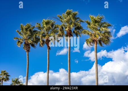belle quattro palme verdi con vento sullo sfondo di cielo blu e nuvole bianche con paradiso tropicale tempo Foto Stock