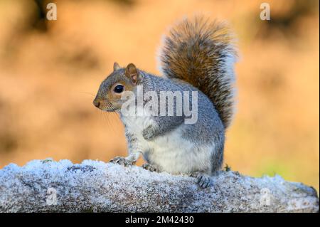 Scoiattolo grigio, Sciurus carolinensis, sedette su un tronco gelido Foto Stock