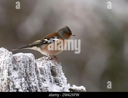 Chaffinch (Fringilla coelebs), maschio, nel gelo, Kinharvie, Dumfries, Sud-ovest della Scozia Foto Stock