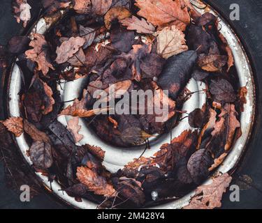 Pneumatico coperto di foglie marrone giacente a terra Foto Stock