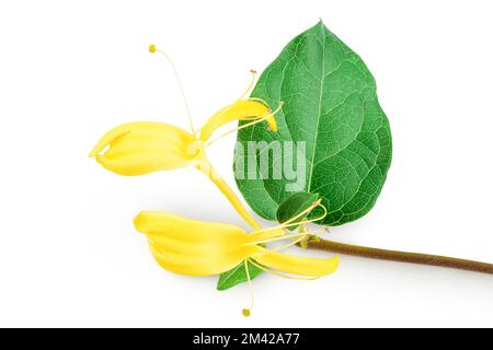 fiore di nido d'ape isolato su sfondo bianco con profondità di campo completa Foto Stock