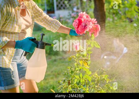 Donna con spruzzatore a mano spruzzatore rosa cespugli proteggere le piante Foto Stock