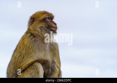 Scimmie di Gibilterra che vivono in cima alla roccia nella riserva naturale della penisola. Foto Stock