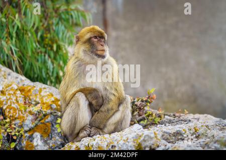 La scimmia di Gibilterra riposa tranquillamente accanto alla funivia che sale i turisti fino alla cima della roccia. Foto Stock