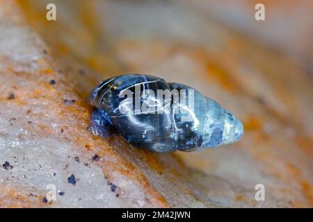 Una piccola lumaca siede su una roccia bagnata. Foto Stock