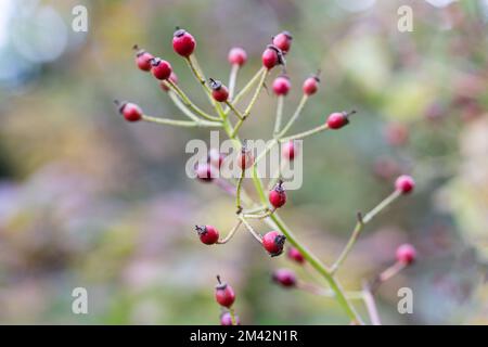 Molti piccoli fianchi di rosa siedono su un ramo di una rosa selvaggia contro uno sfondo sfocato e chiassoso. Foto Stock