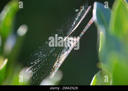 La tela di un ragno iridescente al sole e sospesa tra piante verdi. Foto Stock