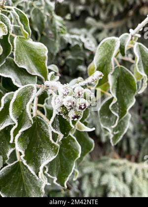 Hoarfrost copre le foglie verdi a forma di cuore e i grappoli di frutta di una vite di edera con cristalli di ghiaccio bianchi. Foto Stock