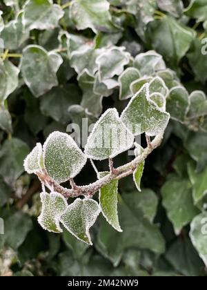 Hoarfrost forma un bordo cristallino bianco intorno alle foglie verdi a forma di cuore di una vite di edera. Foto Stock