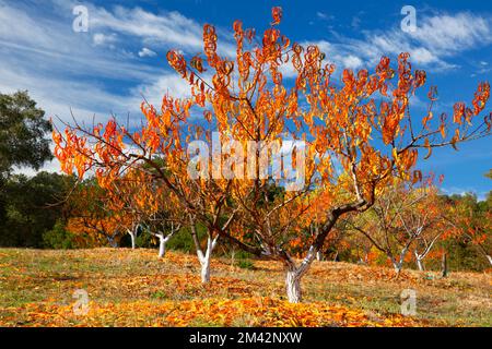 Frutteto di pesca in autunno, John Muir National Historic Site, Martinez, California Foto Stock