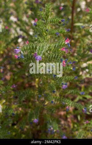 Echium vulgare pianta in fiore Foto Stock