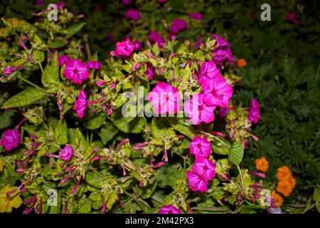 Mirabilis jalapa fiori colorati Foto Stock