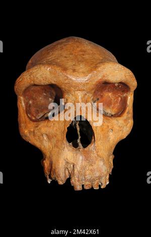 Homo rhodesiensis africano ora considerato SYN. Homo heidelbergensis - Broken Hill, Zambia - Kabwe1 Foto Stock