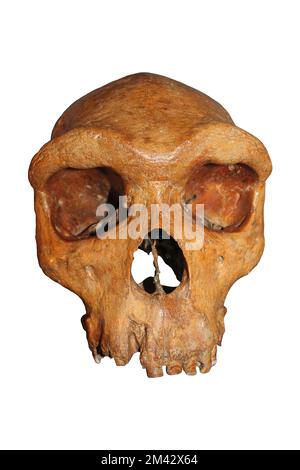 Homo rhodesiensis africano ora considerato SYN. Homo heidelbergensis - Broken Hill, Zambia - Kabwe1 Foto Stock