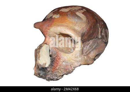 Homo neanderthalensis - Grotta Guattari, Monte Circeo, Italia Foto Stock