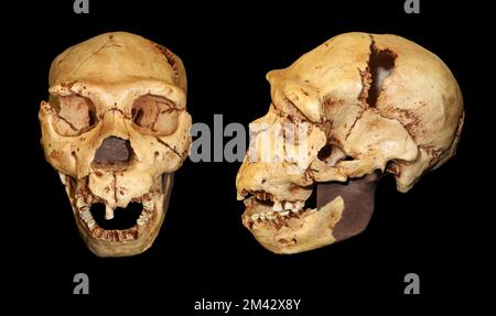 Homo Heidelbergensis cranio Atapuerca 5 Foto Stock