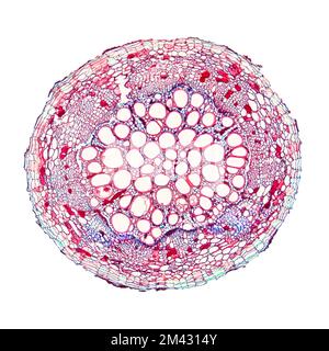 Radice di pianta di cotone, sotto il microscopio leggero. Sezione trasversale attraverso la radice di Gossypium hirsutum, upland o anche di cotone messicano. Foto Stock