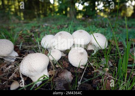 Flaschen-Stäubling (Lycoperdon perlatum, Lycoperdon gemmatum), Reinhardswald, Hessen, Deutschland, Hofgeismar Foto Stock