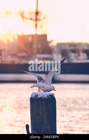 Gabbiano che vola fuori dalla posta. Foto di alta qualità Foto Stock