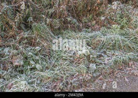 Erba ricoperta di ghiaccio e piante all'orlo di una corsia rurale nella campagna del Regno Unito (Cornovaglia). Foto Stock