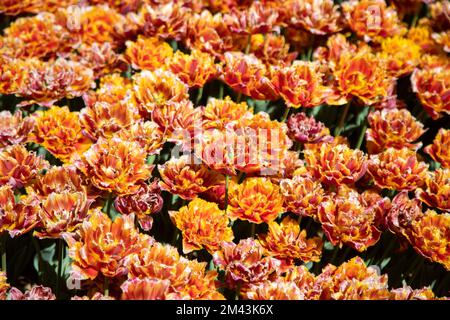 Primo piano di molti tulipani arancioni Foto Stock