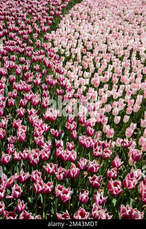 Vista sul giardino di tulipani rosa Foto Stock