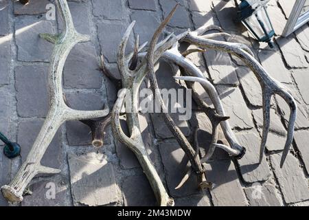 Tongeren. Limburgo - Belgio 13-02-2022. Corna di cervi sotto forma di appendiabiti in un mercato delle pulci. Foto Stock