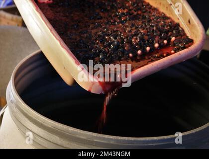 versare il succo d'uva rosso con le bacche scure spremute da un contenitore di plastica in un grande barile per la successiva fermentazione Foto Stock