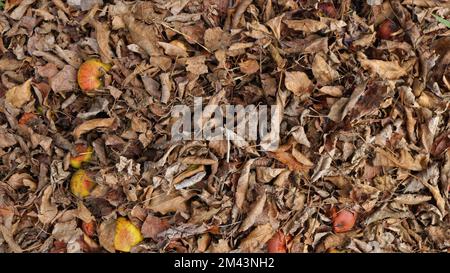 mele decomporsi cadute tra fogliame secco appassito come sfondo naturale del periodo autunnale, frutti maturi in un giardino rustico sul terreno Foto Stock