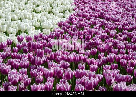 Molti tulipani viola e bianchi in giardino Foto Stock