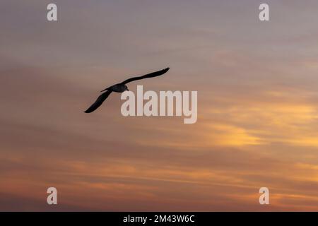 Silhouette di un gabbiano in volo contro un cielo al tramonto. Foto Stock