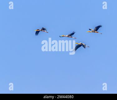 Un gruppo di cicogne dipinte in cielo blu Foto Stock