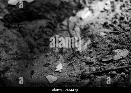 Punta di freccia dell'uccello indiano nativo in letto di ruscello Foto Stock