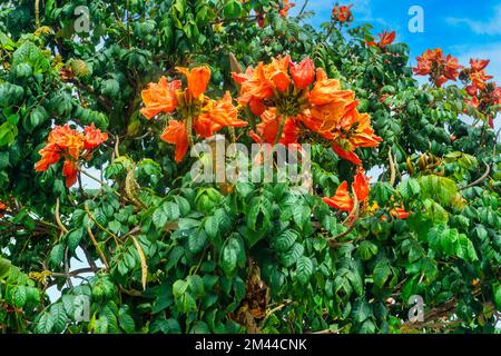 Il tulipano africano, Spathodea nilotica, noto anche come Panchot, fiamma della foresta, albero della fontana, albero del fuoco, Campanella del fuoco, che cresce a Gran Canaria Foto Stock