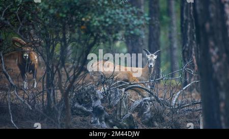 Cipriota mouflons (pecore selvatiche) nella foresta di montagna, animali selvatici nelle montagne di Troodos, Cipro Foto Stock